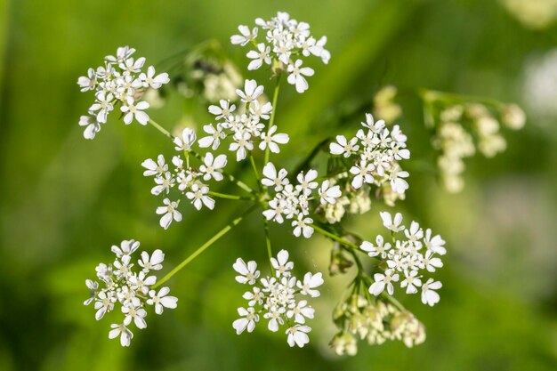 Common yarrow Achillea millefolium white flowers close up floral background green leaves