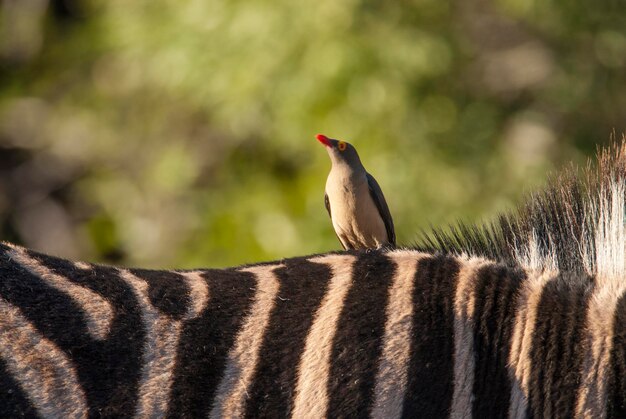 Common Zebra baby Kruger National Park South Africa