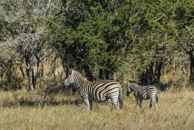 Common Zebra baby Kruger National Park South Africa