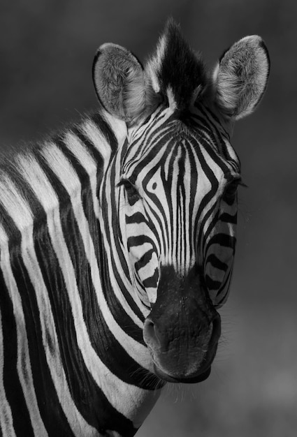 Common Zebra Kruger National Park South Africa