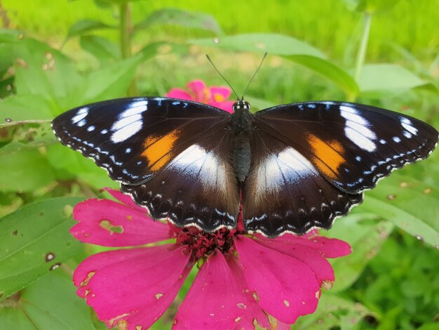 Commond butterfly on craspedia under the sunlight in a garden with a blurry free foto