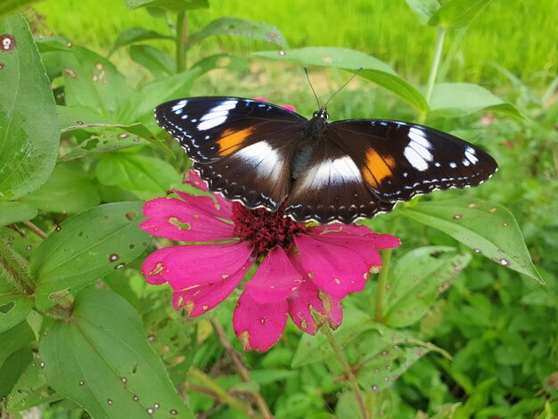 Commond butterfly on craspedia under the sunlight in a garden with a blurry free foto