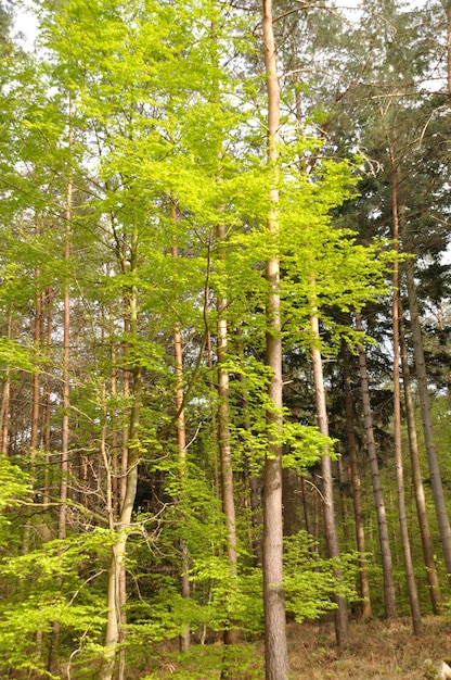 Communal forest of Saint-Pierre-LÃ¨s-Elbeuf