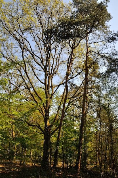 The Communal forest of SaintPierreLesElbeuf