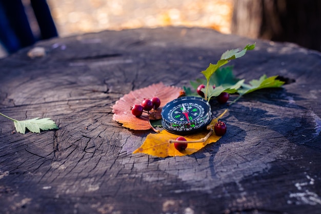 Compass and autumn leaves lie on a wooden background in the park. Travel in autumn