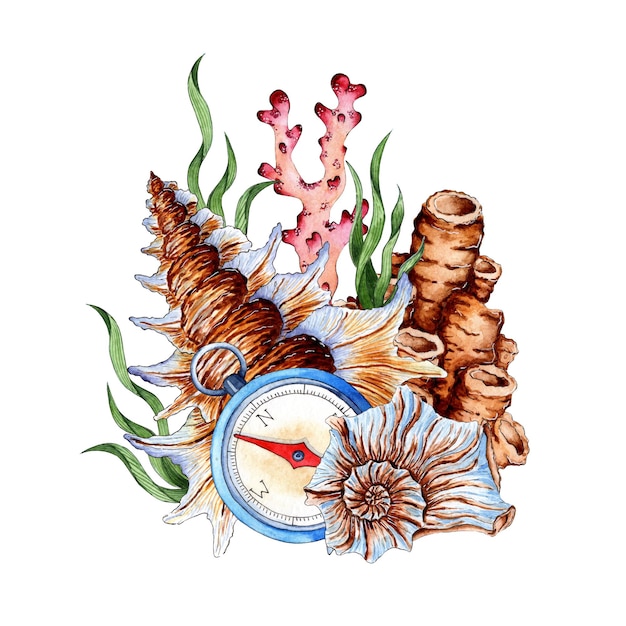 Compass seashells and corals watercolor