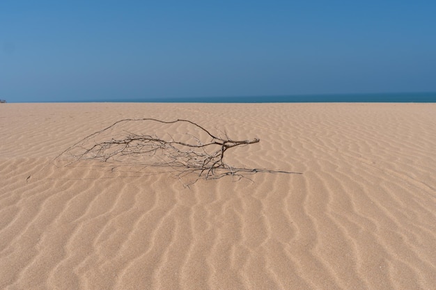 Completely Dry Tree in the Desert of the La Guajira Colombia