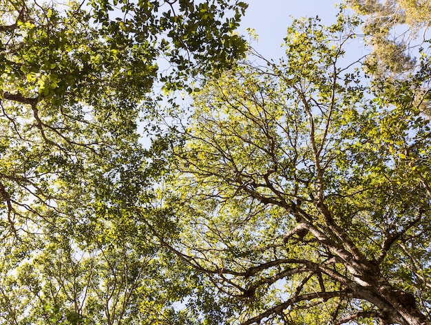 Complex leaves canopy with the lagre branch.