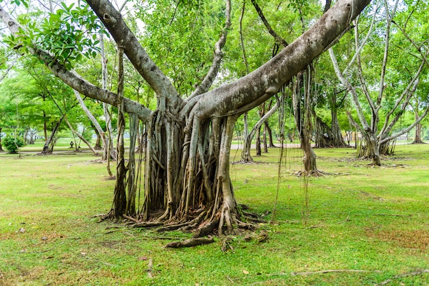 Complex root of banyan tree