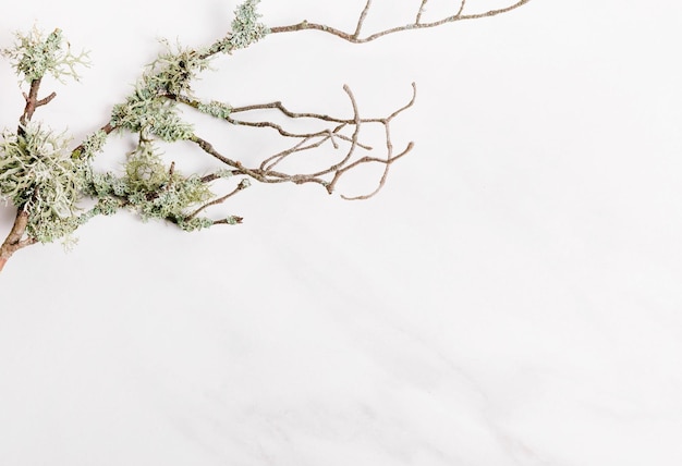 Composition of bark of tree branches and lichen on a marble background frame flat lay for organic co