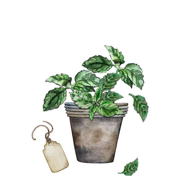 Composition of basil