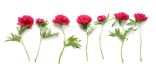 Composition of beautiful peonies on white background