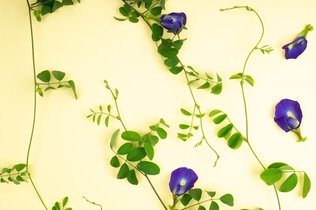 Composition of butterfly pea flower with green leaves