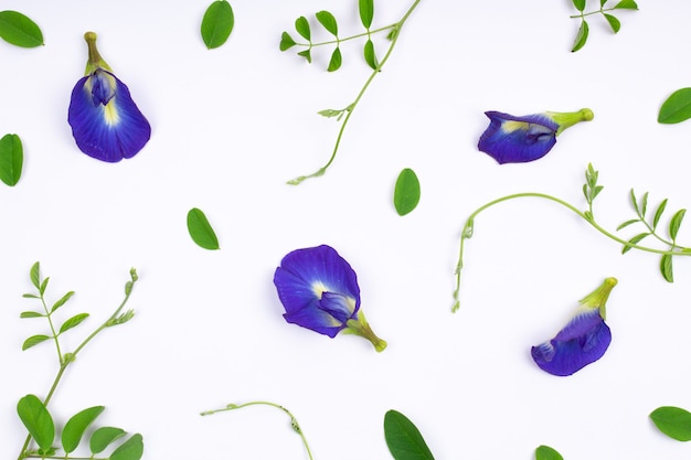 Composition of butterfly pea flower with green leaves