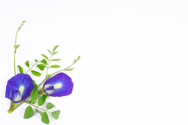 Composition of butterfly pea flower with green leaves