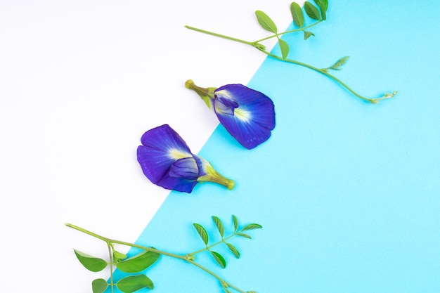 Composition of butterfly pea flower with green leaves