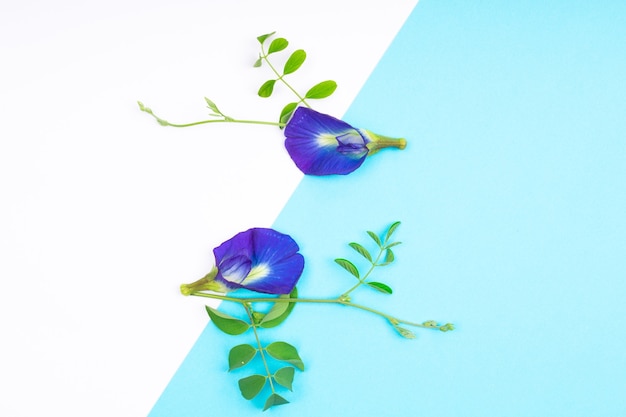 Composition of butterfly pea flower with green leaves