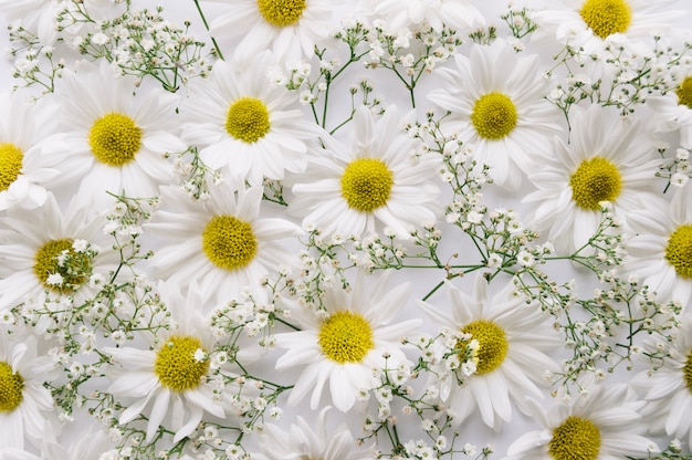 Composition of daisies and baby's breath flowers