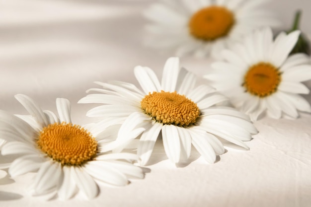 A composition of daisies on a white background with a place for text Background for your design A postcard an invitation