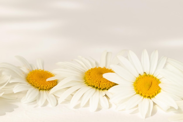 A composition of daisies on a white background with a place for text Background for your design A postcard an invitation