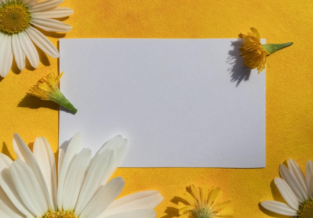 A composition of daisies on a yellow background with a place for text Background for your design A postcard an invitation