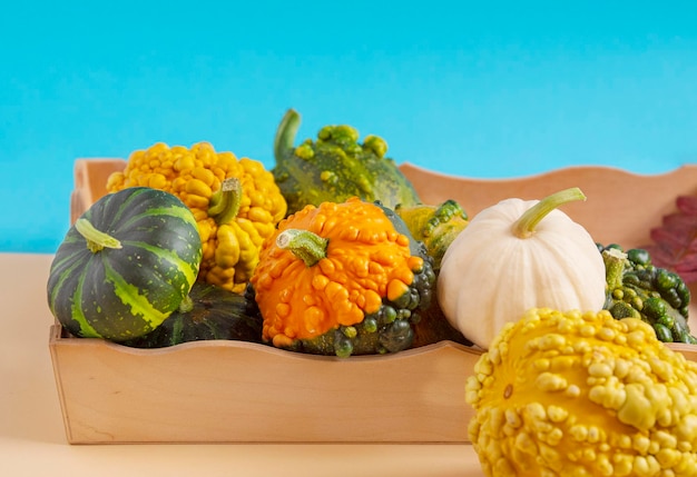 Composition of decorative pumpkins on a blue and pale yellow background