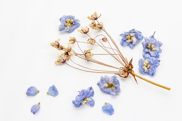 Composition of dried flowers isolated. Delphinium and cherry