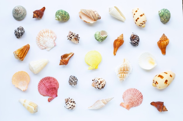 Composition of exotic sea shells on white