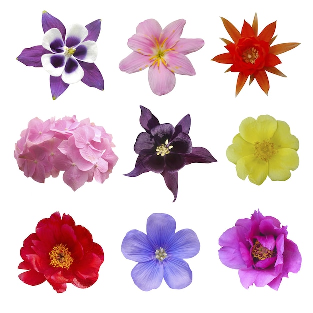 Composition of flowers Violet flower of aquilegia, yellow Portulaca oleraceae, red cactus flower, white and red peony, pink Hydrangea, blue Hepatica nobilis, pink Lily on isolated background.