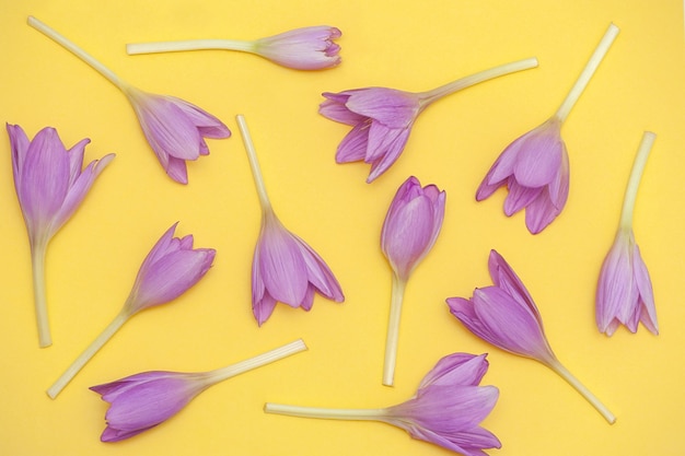 Composition of flowers on a yellow background. The concept of spring, summer. Flat lay, top view