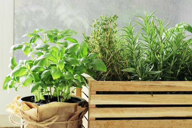 Composition of fresh herbs in a basket on the kitchen windowsill with spices