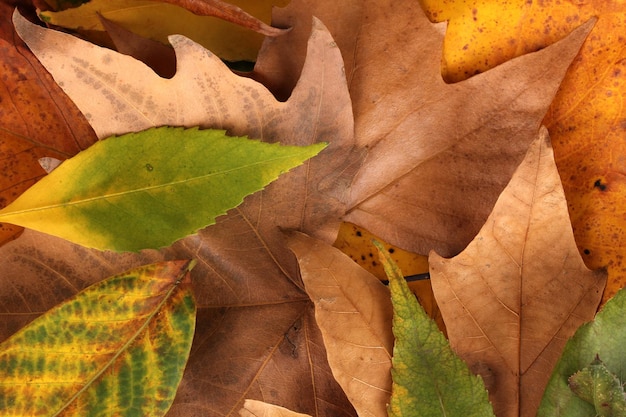 Composition from yellow autumn leaves background