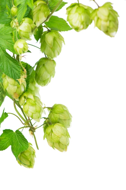 Composition of hops isolated on a white background