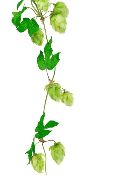 Composition of hops isolated on a white background