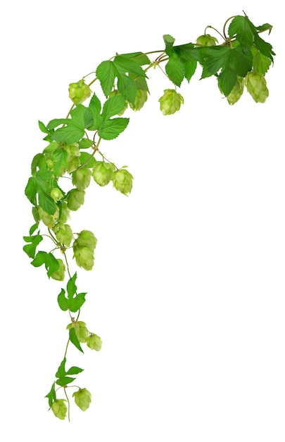 Composition of hops isolated on a white background