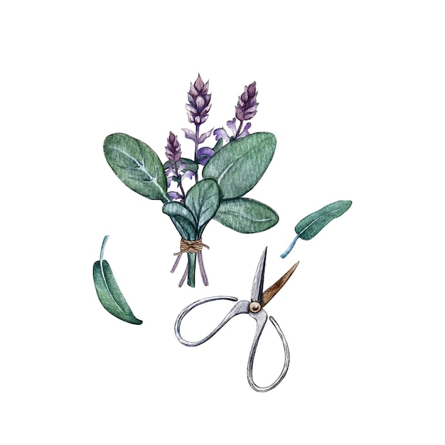 Composition of leaves and branches of sage High quality watercolor illustration