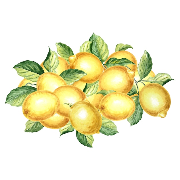 Composition of lemons with leaves summer citrus isolated watercolor hand drawn illustration of