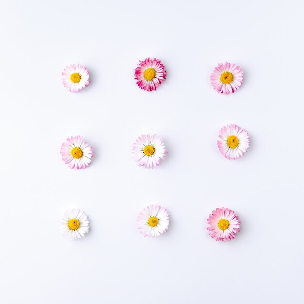 Composition on a light gray background in flat lay style of nine small buds of Bellis flower