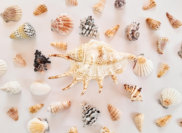 Composition of many white, beige, black exotic seashells different shapes and big shell on a white background. Summer advertising marine concept. Flat lay, top view, close up, copy space