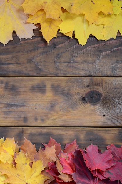 Composition of many yellowing fallen autumn leaves