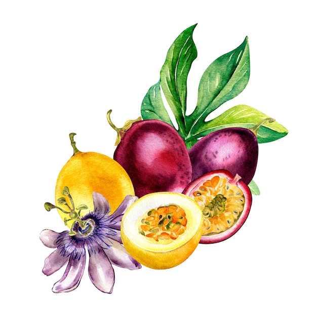 Composition of passion fruits and flower on leaf watercolor illustration isolated on white