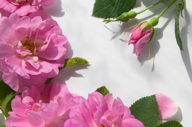 A composition of pink roses on a white background with a place for text Postcard