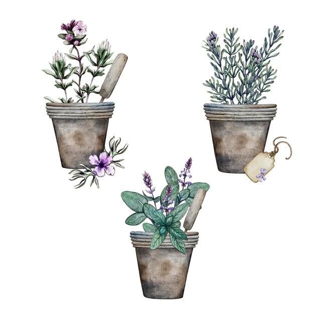 Composition of Provencal herbs in flower pots Watercolor illustration