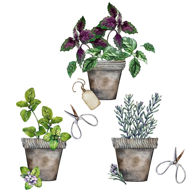 Composition of Provencal herbs in flower pots Watercolor illustration