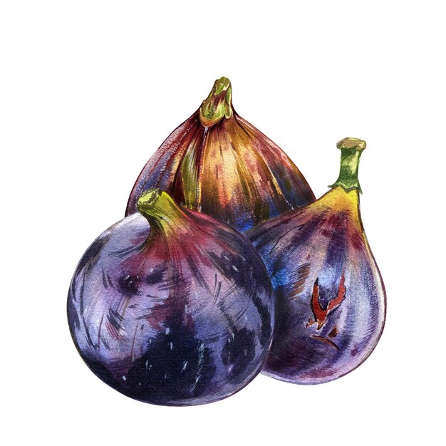 Composition purple fig fruit isolated on white background watercolor handrawing realistic illustrati