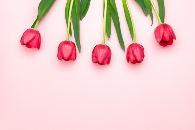 Composition of red tulips on the pink background. Flat lay, top view, copy space. Womens day, Mothers day, spring concept. Flower decoration