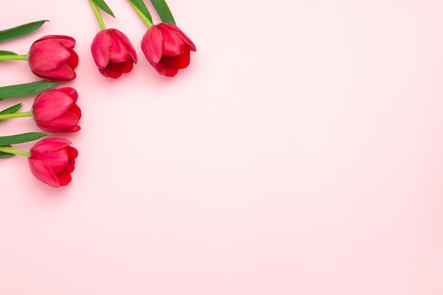 Composition of red tulips on the pink background. Flat lay, top view, copy space. Womens day, Mothers day, spring concept. Flower decoration