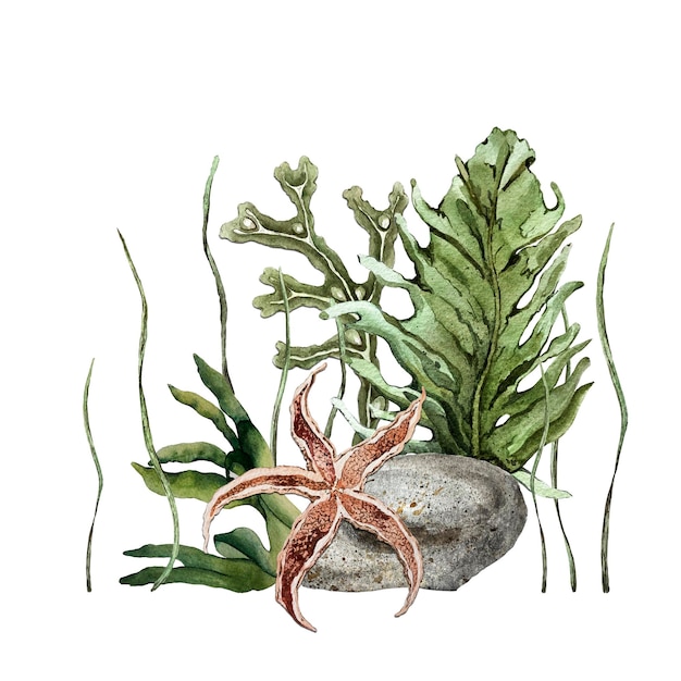 Composition of seaweed Kelp leaves fucus branches brown starfish on a stone Watercolor illustration