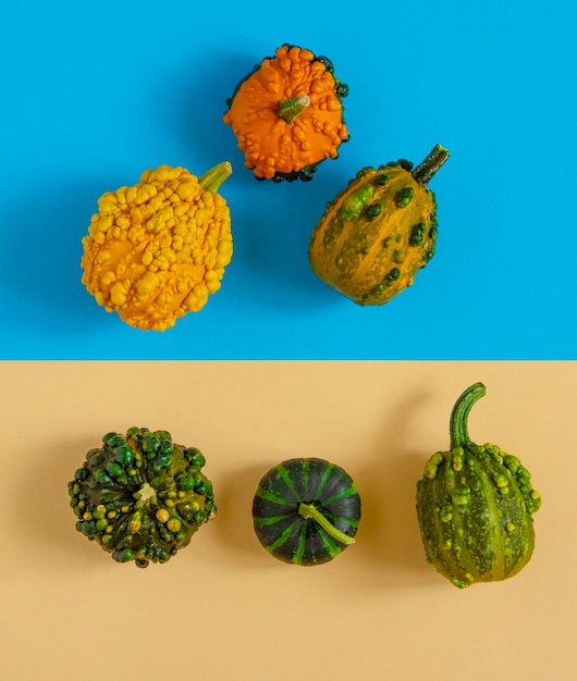 Composition of several pumpkins on colored backgrounds bright blue and pale yellow