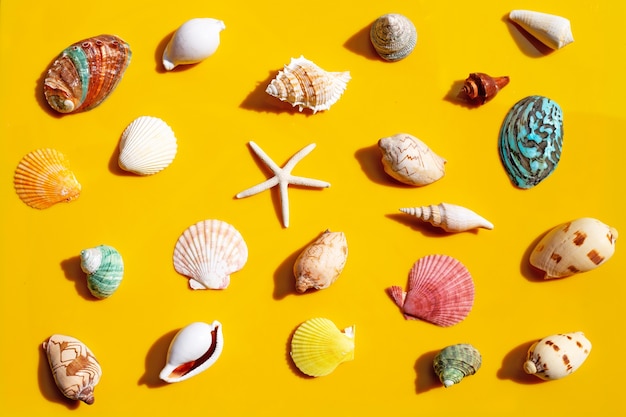 Composition of starfish and exotic sea shells on yellow surface.